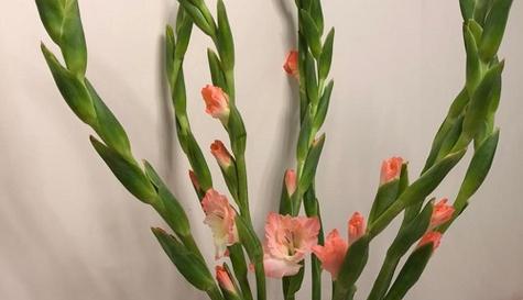 剑兰花语与寓意（探索剑兰花的神秘世界）