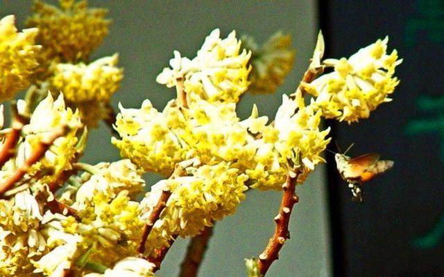 以结香花的寓意和风水（探索结香花的深层寓意与风水禁忌）