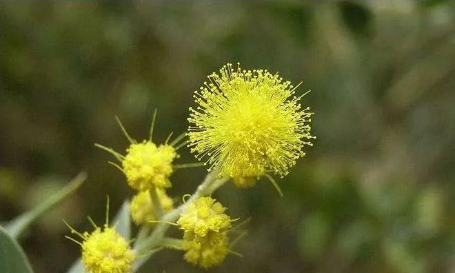 金合欢花语——灵动花海，寄托爱意（探寻金合欢花的背后故事）