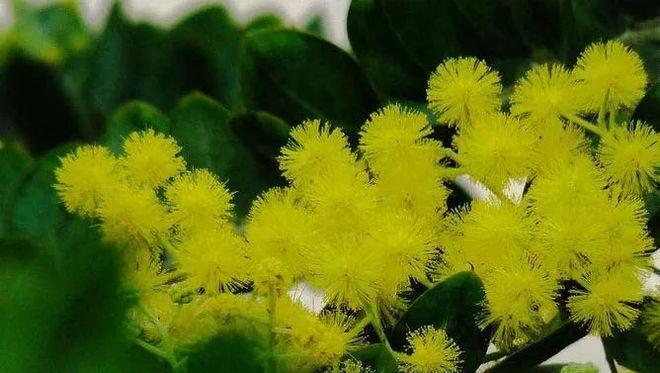 金合欢花语——灵动花海，寄托爱意（探寻金合欢花的背后故事）