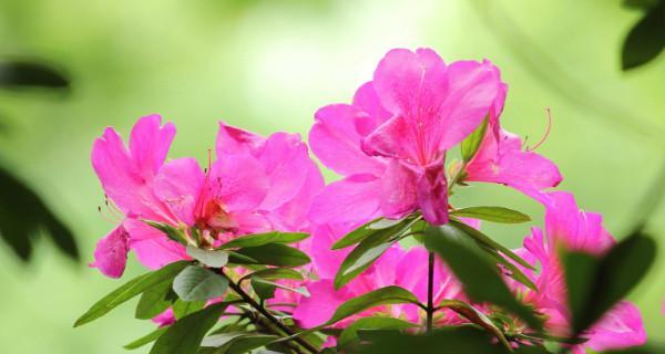 探寻锦绣杜鹃的花语之美（鲜花背后的情感传递）
