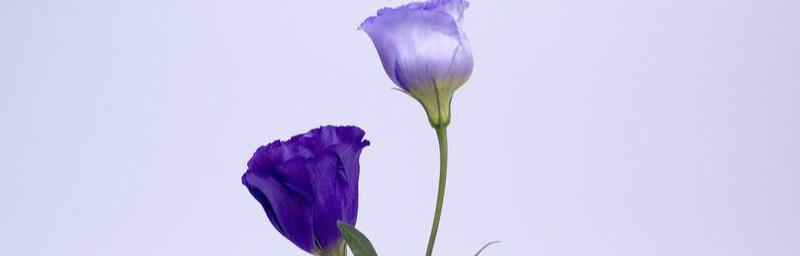 桔梗花的花语与象征（揭示桔梗花的深层含义）