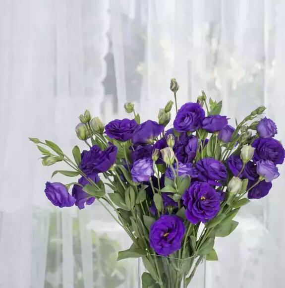 桔梗花语之美——传递希望与坚韧的花朵（桔梗花语是什么意思）