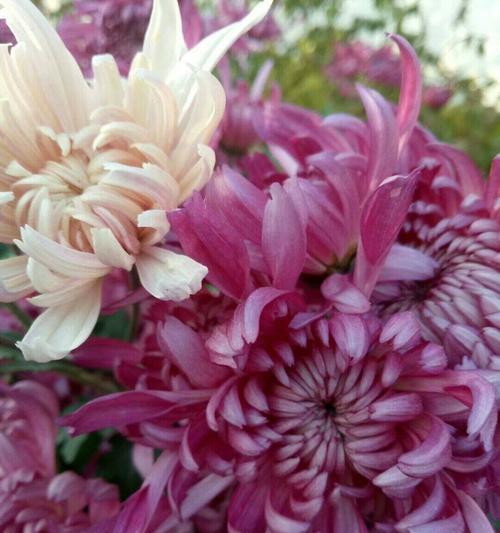菊花的花语与寓意（菊花之美）