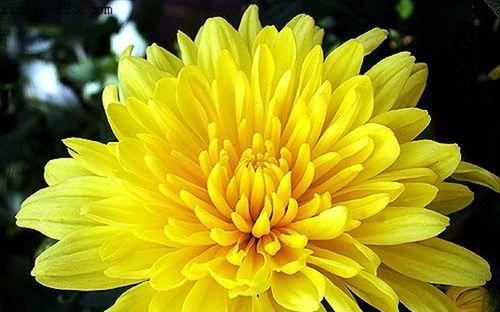 菊花的品质与象征（菊花）