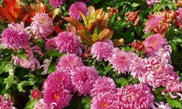 菊花的象征意义与文化传承（探索菊花文化的多重内涵）
