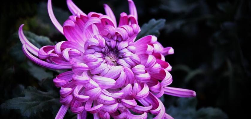 菊花的花语与寓意——探索它们的深刻含义（菊花）