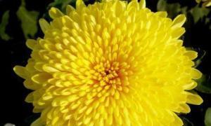 菊花的花语与寓意——探索它们的深刻含义（菊花）