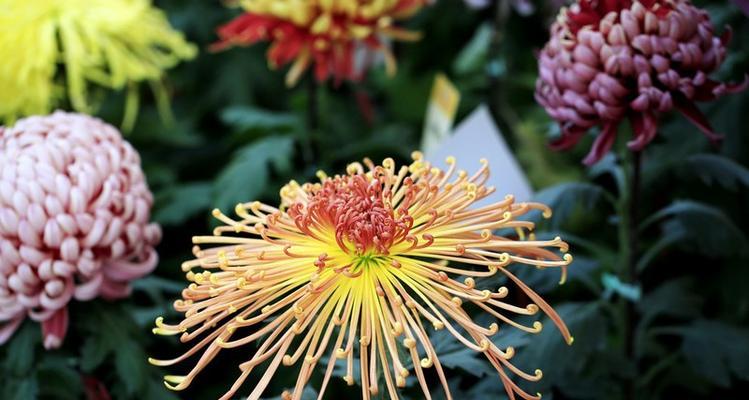 揭开菊花的含义之谜（从花语到文化象征）