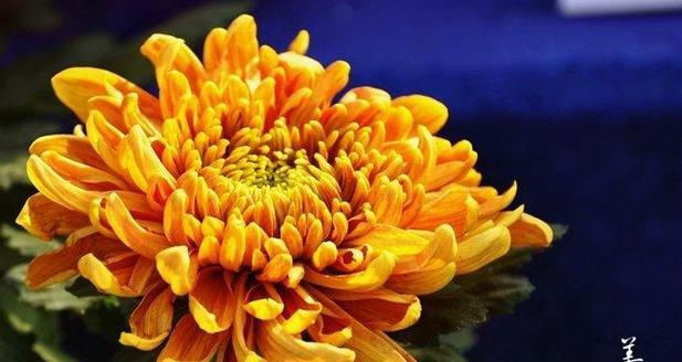 菊花（从古代到现代）