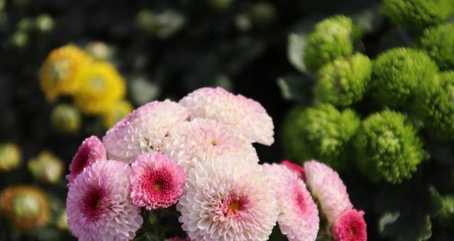 菊花的象征意义（菊花的寓意与文化价值）