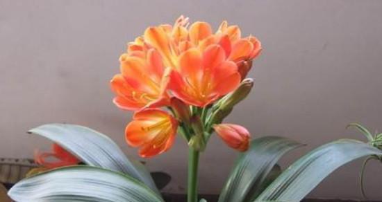 君子兰（君子兰花的寓意及特点）