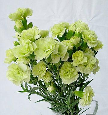 康乃馨白色花语的神秘魅力（揭开康乃馨白色花语的深层寓意）