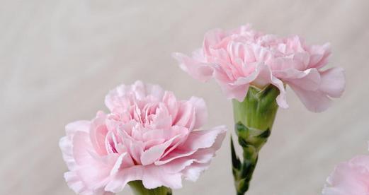 康乃馨花语的深刻含义（康乃馨）