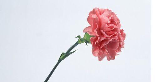 康乃馨的象征意义及其（探寻康乃馨所蕴含的深刻内涵）