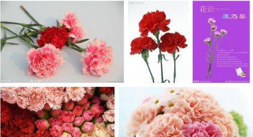 康乃馨花语之美——花开浪漫（康乃馨花语的深刻内涵与象征意义）
