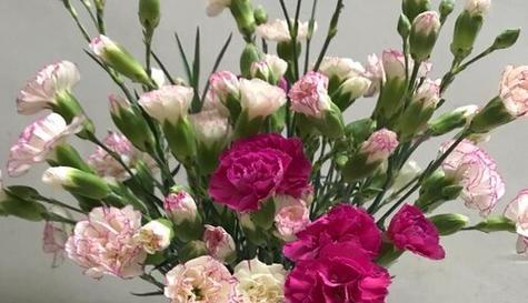 康乃馨的寓意与意义（传递爱与美的鲜花——康乃馨）