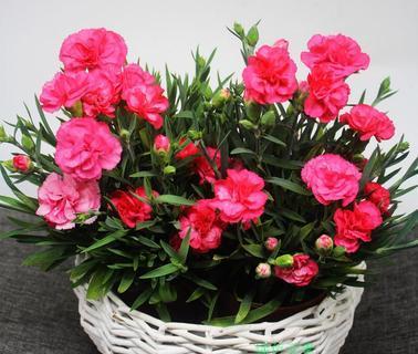 康乃馨的花语与象征意义（美丽爱情的象征——康乃馨）