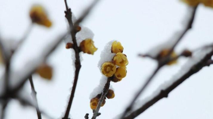 腊梅花语（腊梅的花语和象征意义及其在人生中的启示）