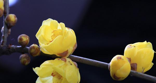 腊梅花的寓意是什么（探寻腊梅花的象征意义）