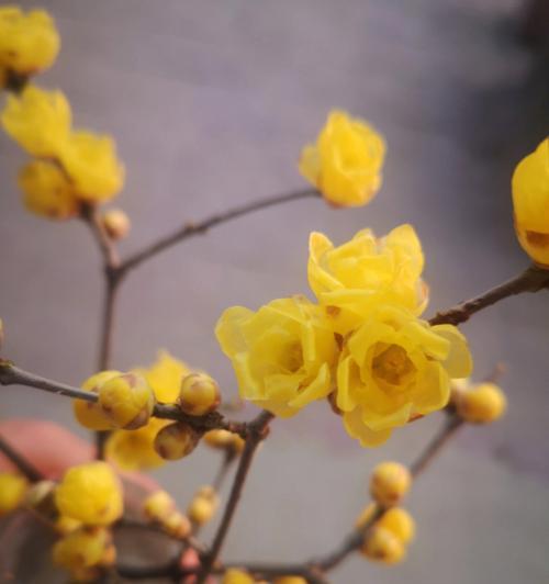 腊梅花的寓意是什么（探寻腊梅花的象征意义）