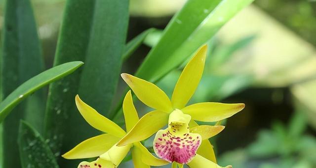 兰花花语之深情浪漫（探索兰花背后的心灵密码）