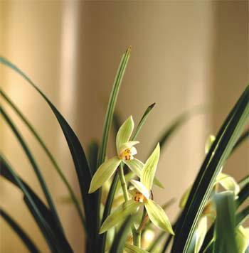 兰花花语之深情浪漫（探索兰花背后的心灵密码）