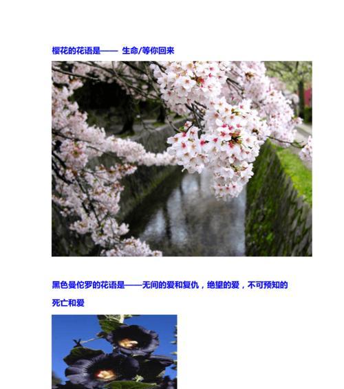以蓝桉的花语与送人适宜性（传递真挚情感的完美选择——以蓝桉花束送礼）