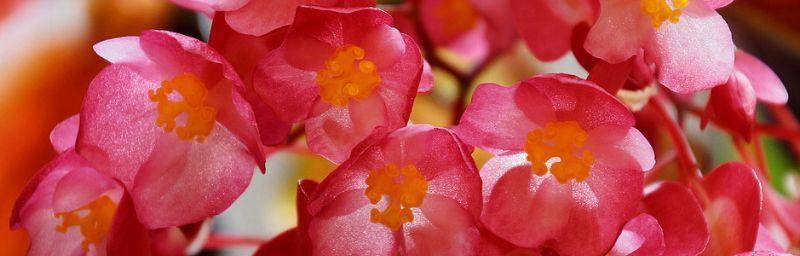 以蓝桉的花语与意义（探寻蓝桉的花语及其象征意义）