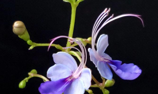 蓝蝴蝶花语之美——生命与自由的象征（探寻蓝蝴蝶花所传递的深刻寓意）
