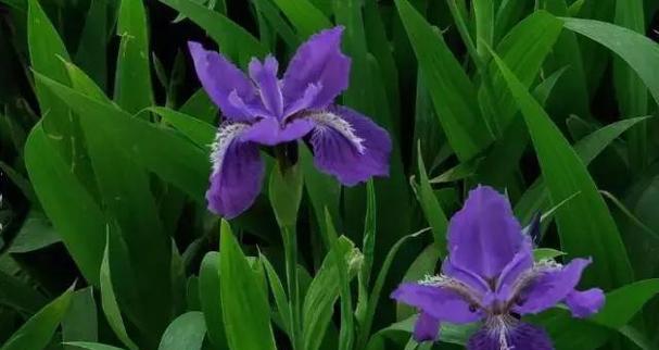 蓝蝴蝶花语之美——生命与自由的象征（探寻蓝蝴蝶花所传递的深刻寓意）