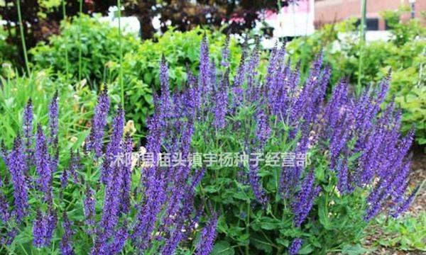 蓝花鼠尾草的花语与意义（探索蓝花鼠尾草的神秘之处）