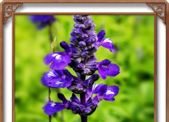 蓝花鼠尾草的花语与意义（探索蓝花鼠尾草的神秘之处）