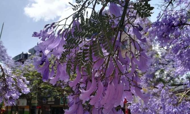 蓝花楹的花语（蓝花楹）