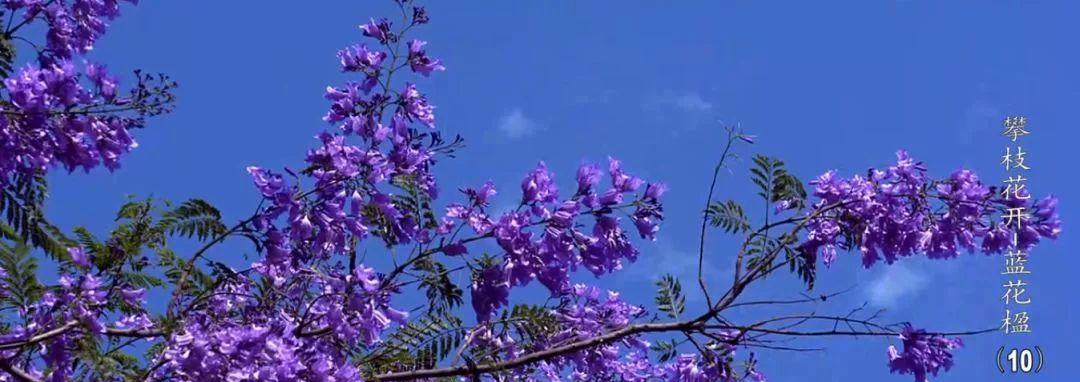 蓝花楹（探索蓝花楹在文化与自然中的重要意义）