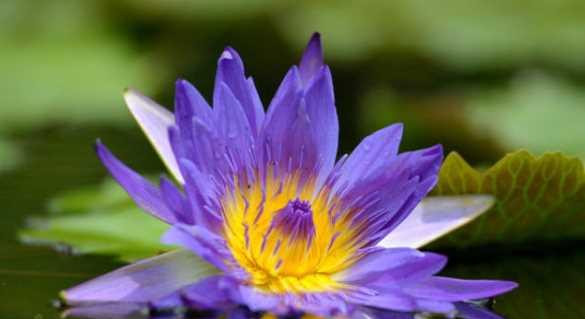 蓝莲花的象征意义与美丽之源（探寻蓝莲花的文化内涵及启示）