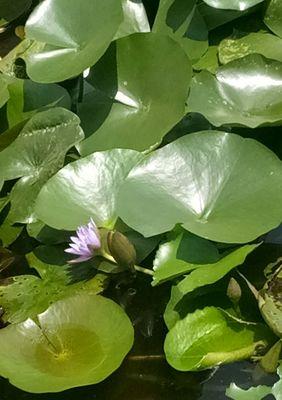 蓝莲花（探寻蓝莲花的花语和寓意）