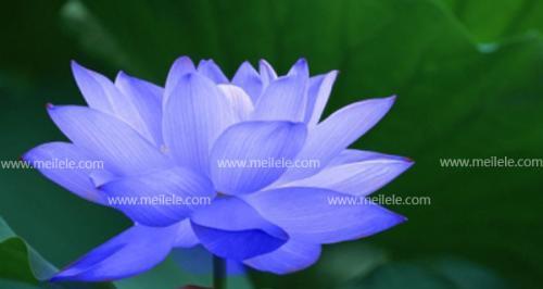 蓝莲花（探寻蓝莲花的花语和寓意）
