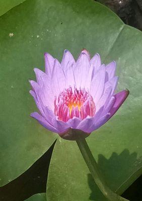蓝莲花（探寻蓝莲花的花语和寓意）