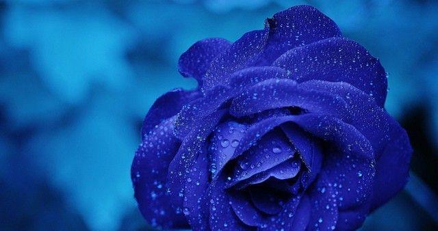 蓝色康乃馨花语（探究蓝色康乃馨的花语意义）