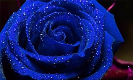 蓝色玫瑰花语之深情如海（探寻蓝色玫瑰的浪漫之意）