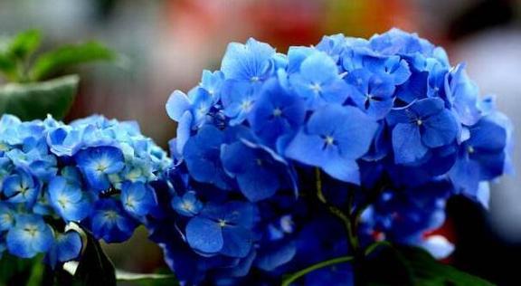 蓝色绣球花的花语——传递清新与宁静的力量（绽放于湛蓝天空下的花朵）