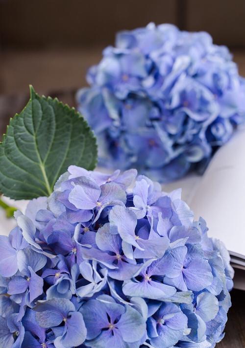 蓝色绣球花的美丽与寓意（探索蓝色绣球花的象征意义及魅力）