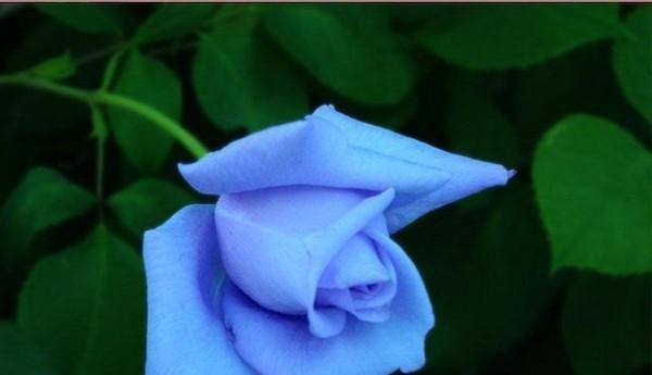 蓝色妖姬的花语与象征（揭开蓝色妖姬的神秘面纱）