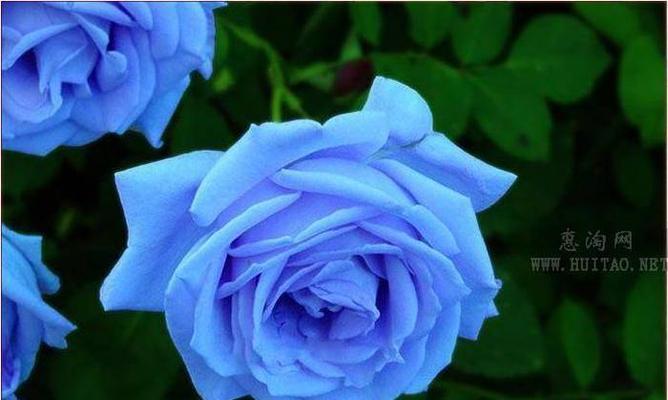 蓝色妖姬花的美丽与神秘（揭秘蓝色妖姬花的花语与魅力）