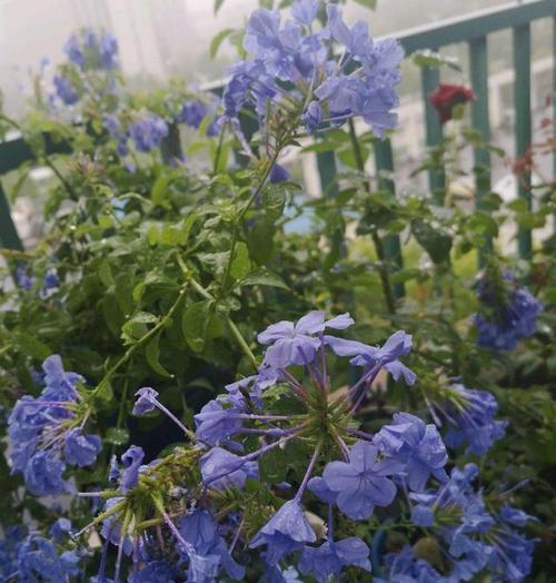 蓝雪花（探寻蓝雪花的花语和象征意义）