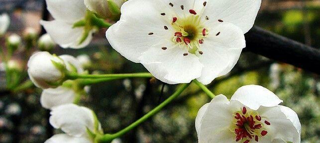 梨花的寓意与象征（探索梨花的文化内涵和象征意义）