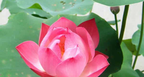 莲花的寓意与象征意义（探寻莲花的精神内涵及文化象征）