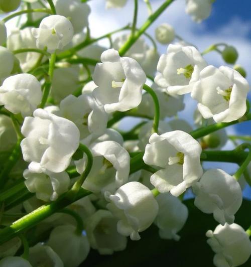 铃兰花的寓意与象征（探索铃兰花的美丽与深意）