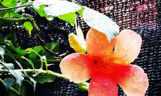 凌霄花花语的象征与寓意（凌霄花的奇特寓意）